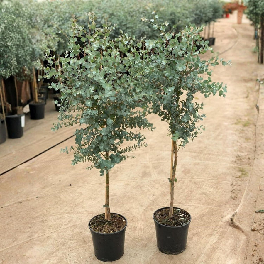 Eucalyptus Tree Live Plant 5″ Pot, Fragrant Eucalyptus Plant, Easy Grow Ornamental Tree for Outdoor (Silver Dollar Eucalyptus)