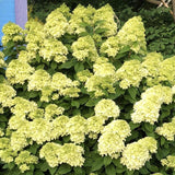 Green Hydrangea Live Plant, Quart Pot Hydrangea Plant - Change Bloom Colors, Perennial Hardy Blooming Shrub for Garden, Patio and Landscape