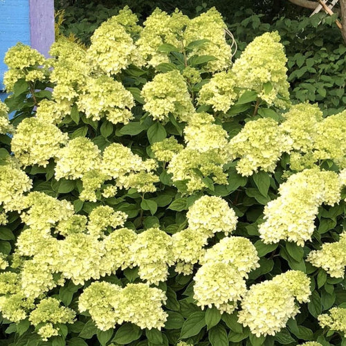 Green Hydrangea Live Plant, Quart Pot Hydrangea Plant - Change Bloom Colors, Perennial Hardy Blooming Shrub for Garden, Patio and Landscape