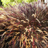 2 Red Purple Fountain Grass Plants Live for Planting, Ornamental Grass Perennial Garden Size 5 to 9 Inch Tall