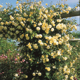 03 Yellow Rose Bush Climbing Live Plant, 5-10 Inches in Tall Fragrant Yellow Rose for Garden
