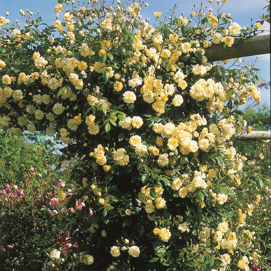 03 Yellow Rose Bush Climbing Live Plant, 5-10 Inches in Tall Fragrant Yellow Rose for Garden