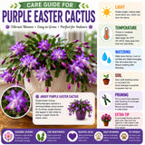 Purple Easter Cactus Plant Live, Vibrant Blooming Cactus, 6'' Tall in 4 Inches Pot, Holiday Cactus, Flowering Succulent for Indoor Outdoor Planting
