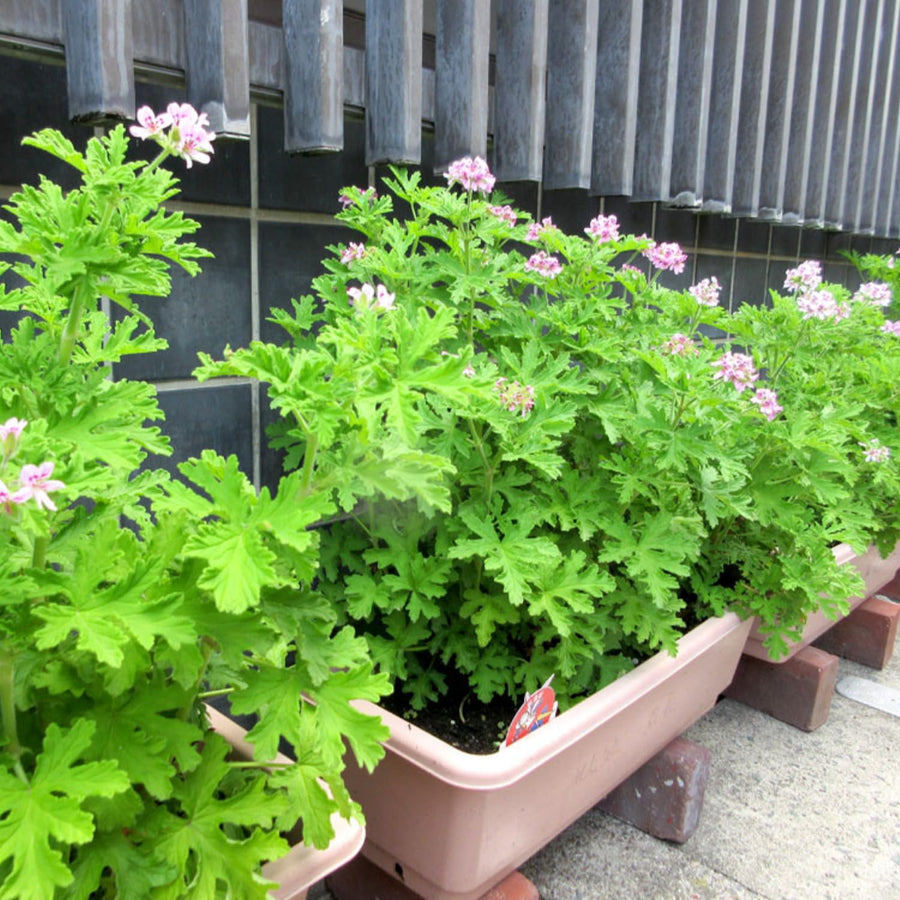 2 Live Citronella Plants for Outside, Citronella Geranium Plants Live, 4 to 6 Inc Tall