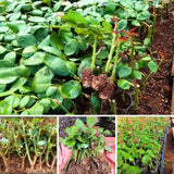 Rose Bush Live Plant - Climbing Rose Plant Live - Bareroot with Soil 7-10 Inch Tall - Fragrant Rose Flowers Heirloom Rose Shrub (Delight Rose Plant)