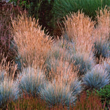 Blue Fescue Grass Live Plant 4–6″ Tall, Hardy Ornamental Grass, Silvery Blue Foliage Grasses for Planting Outdoor, 4'' Potted Plant