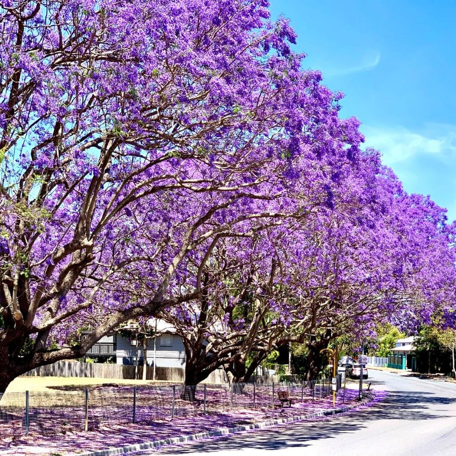 Jacaranda Tree Live Plant, 4-6 Inches Tall, Blue Purple Flowering Ornamental Tree for Outdoor Planting