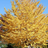 Ginkgo Tree Live Plant for Planting, Ginkgo Tree, Yellow Leaves, 4 to 6 Inch Tall in Pot, Hardy Ornamental