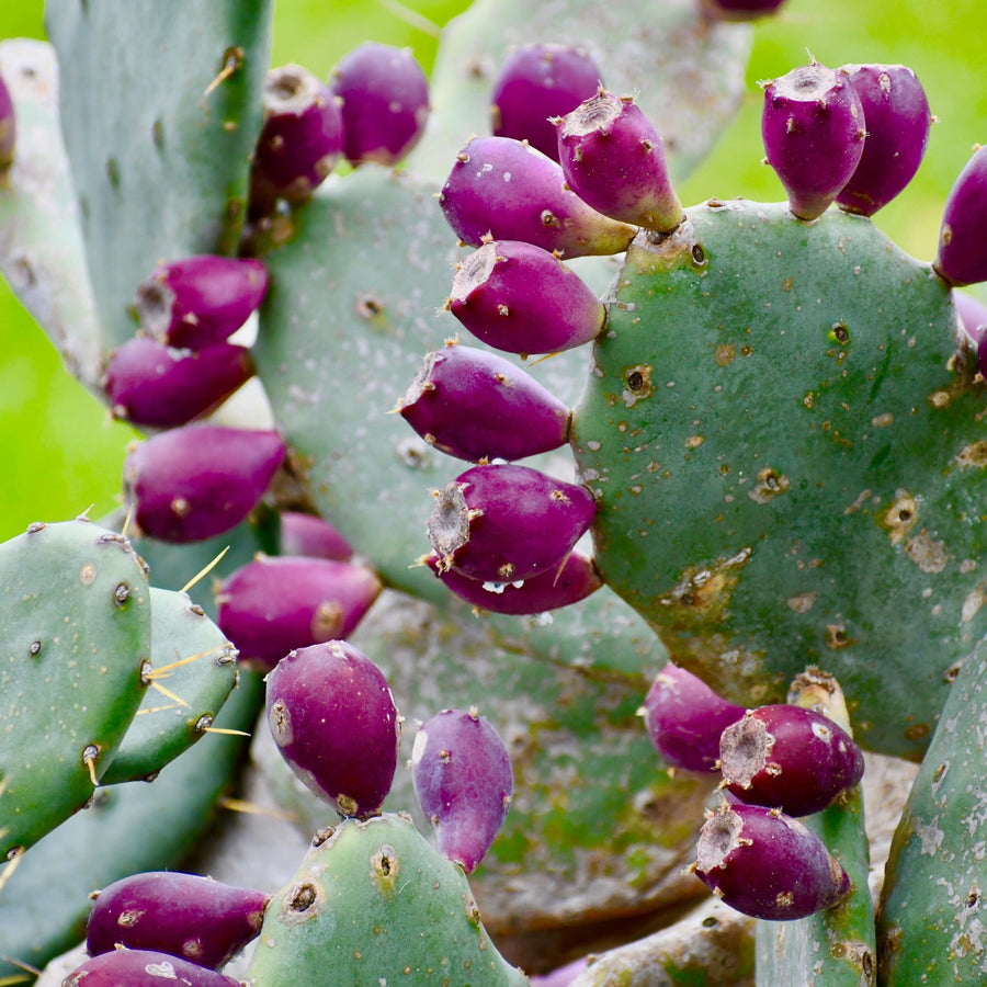 25 Purple Prickly Pear Cactus Seeds for Planting, Cactus Succulent for Home Decor Fast-Growing, Cold Hardy, Indoor Outdoor Planting
