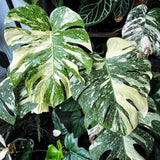 2 Monstera Thai Constellation Philodendron Live Plant 5-9" Tall, Rare Tropical Indoor Houseplant Home Garden