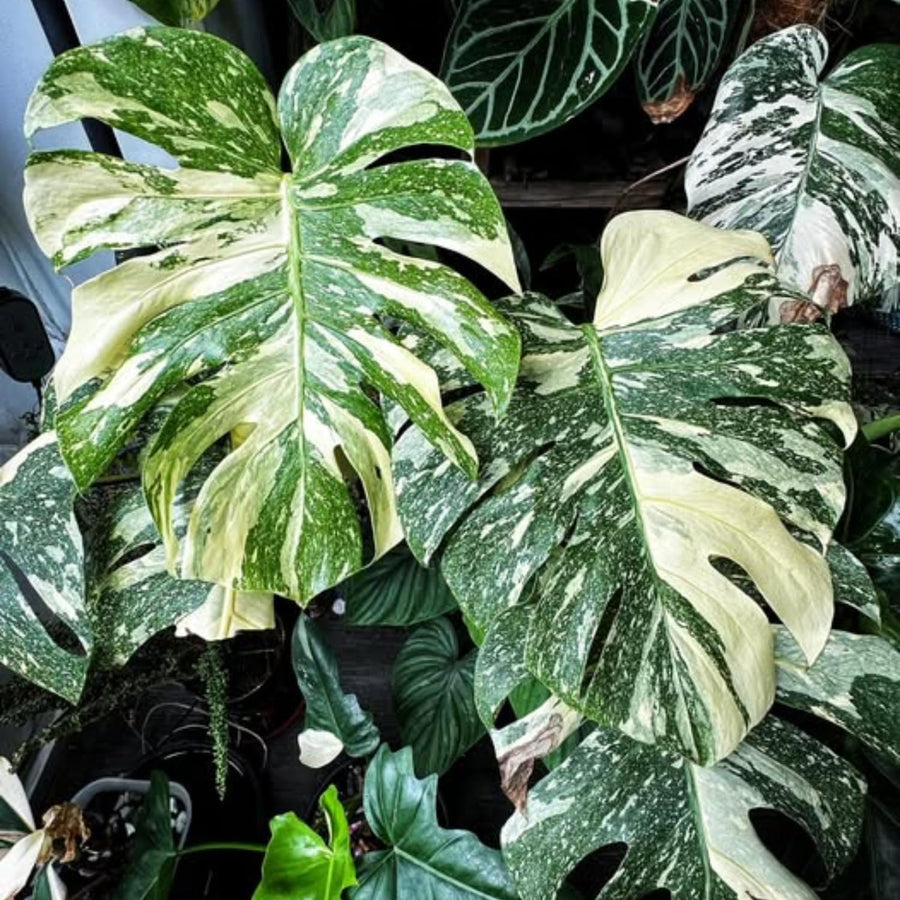 2 Monstera Thai Constellation Philodendron Live Plant 5-9" Tall, Rare Tropical Indoor Houseplant Home Garden