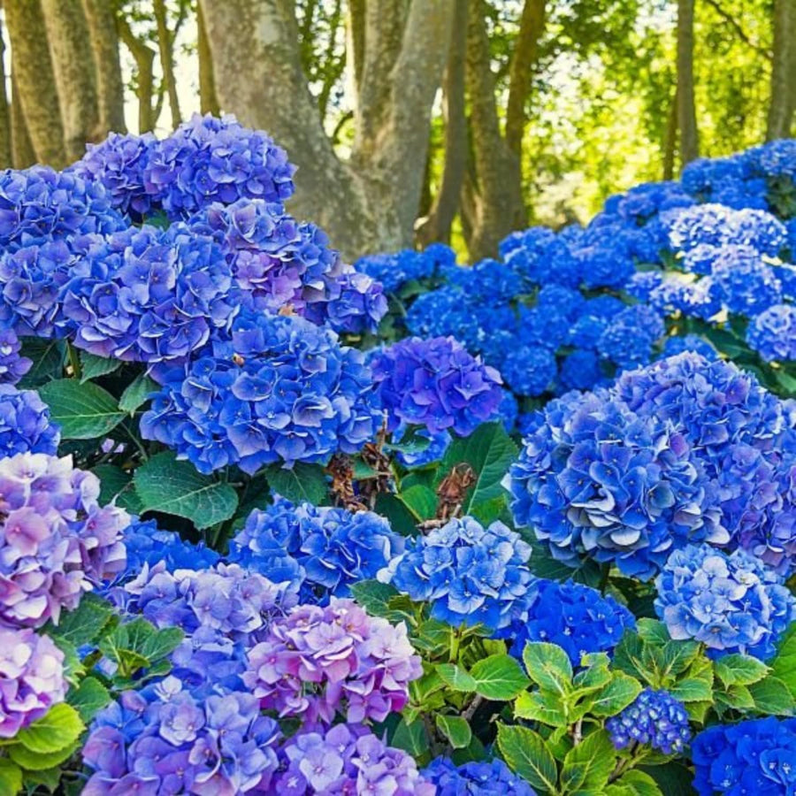 Blue Hydrangea Live Plant, in Quart Pot, Color Changing Hydrangea Bush, Hardy Perennial Flowering Shrub, 8-14" Tall