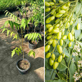 Neem Tree in Half Gallon Pot, Fast-Growing Sweet Neem Plant for Garden or Patio, 8-12 Inch Tall