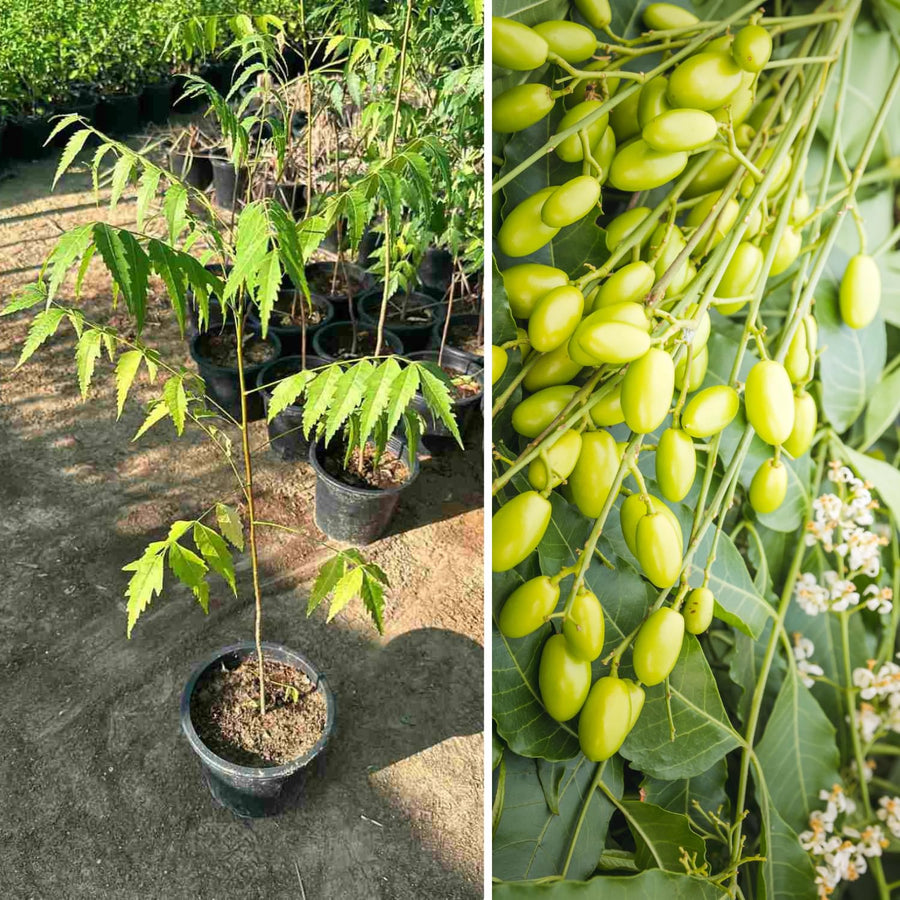 Neem Tree in Half Gallon Pot, Fast-Growing Sweet Neem Plant for Garden or Patio, 8-12 Inch Tall