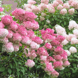 Pink White Hydrangea Live Plant, 2.5 Inch Pot, Color Changing Hydrangea Bush, Hardy Perennial Flowering Shrub, 6-12" Tall