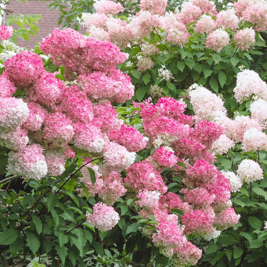 Pink White Hydrangea Live Plant, 2.5 Inch Pot, Color Changing Hydrangea Bush, Hardy Perennial Flowering Shrub, 6-12" Tall