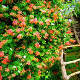 Coral Honeysuckle Plant, Live Honeysucke Vine, 5-10 Inc Tall, Red Honeysuckle for Planting, Climbing Honeysuckle Bush Shrubs, Fragrant, No Pot