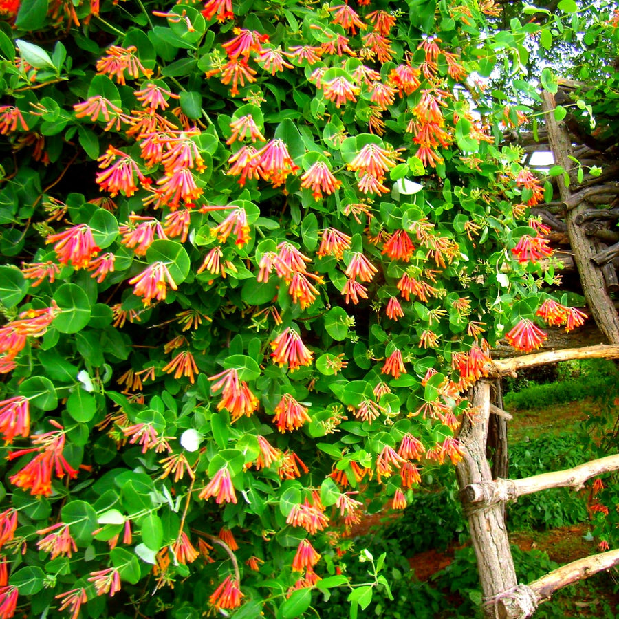 Coral Honeysuckle Plant, Live Honeysucke Vine, 5-10 Inc Tall, Red Honeysuckle for Planting, Climbing Honeysuckle Bush Shrubs, Fragrant, No Pot