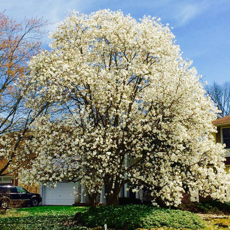 Set of 2 Magnolia Trees Live Plant – Sweetbay Magnolia, 6–12 Inches Tall, Fragrant Magnolia Flowers, Outdoor Planting in Pots, Beautiful Ornamental Trees