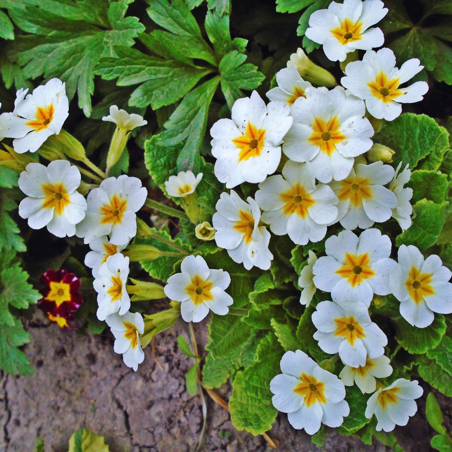 Set 2 White Primrose Plants Live, Hardy Primrose Flower Live Plant from 5'' Long