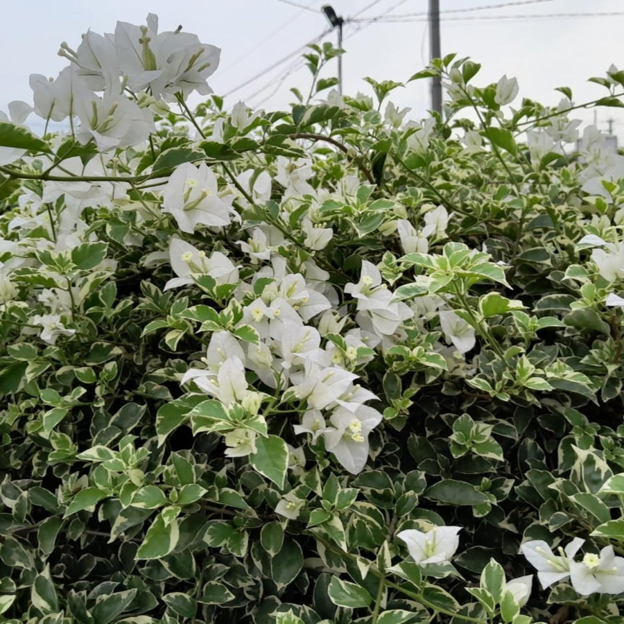 2 Bougainvillea Plants - Variegated Bougainvillea Flower Plants Live in Garden - 4 to 5 Inches Height Rooted Bougainvillea Plants - Grow Well Outdoor