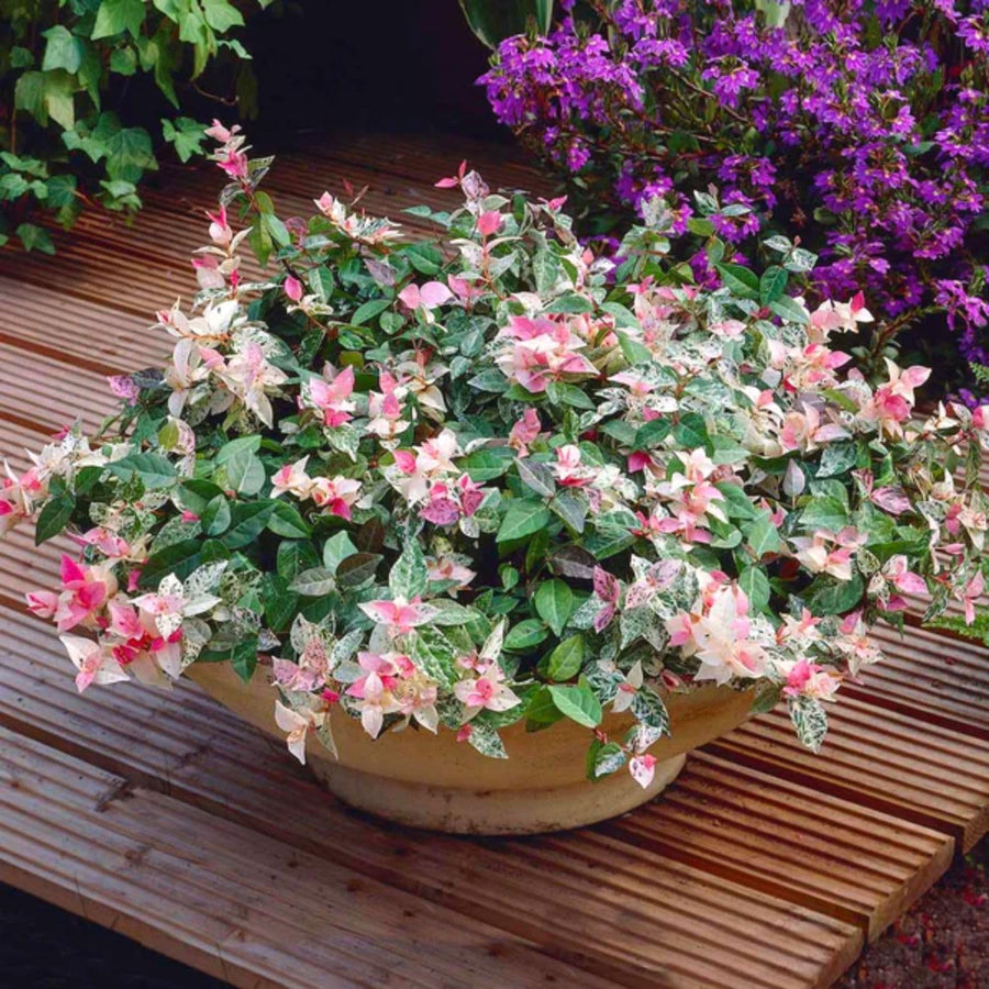 2 Pink White Jasmine Plants Live, Blooming Jasmine Live Plants from 3 Inches Tall, Live Snow Jasmine Plants Well Rooted