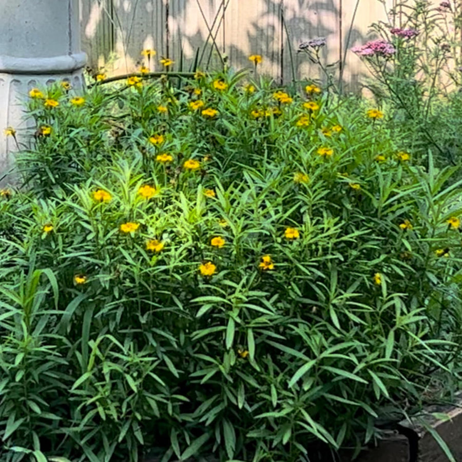 2 Tarragon Plants Live, Tarragon Herb Plant Indoor Outdoor, 5-9 Inch Tall, Tarragon Mint for Your Garden and Culinary Needs