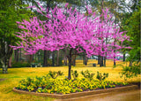 Redbud Trees Seedlings Live Plants, 9 Months Old Dormant Eastern Red Bud Plant for Planting Outdoor, No Leaf, 8-12" in Tall
