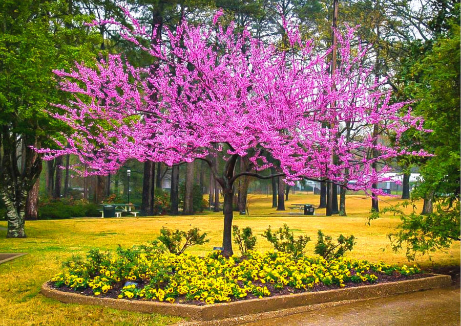 Redbud Trees Seedlings Live Plants, 9 Months Old Dormant Eastern Red Bud Plant for Planting Outdoor, No Leaf, 8-12" in Tall