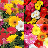 Sets 4 Random Gerbera Daisy Live Plants, Ready to Bloom in Spring, Flower Winter Hardy Outdoor Planting