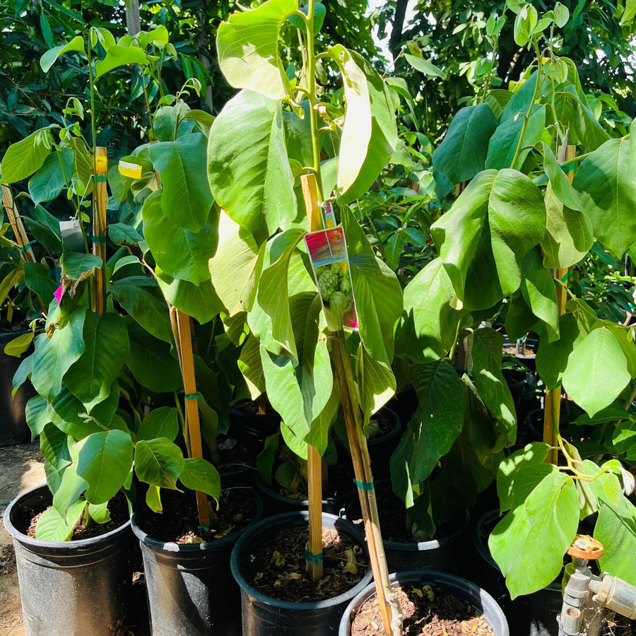 Annona Cherimoya Tree Live, Tropical Fruit Tree, 2-3 Feet Tall, 1 Gallon
