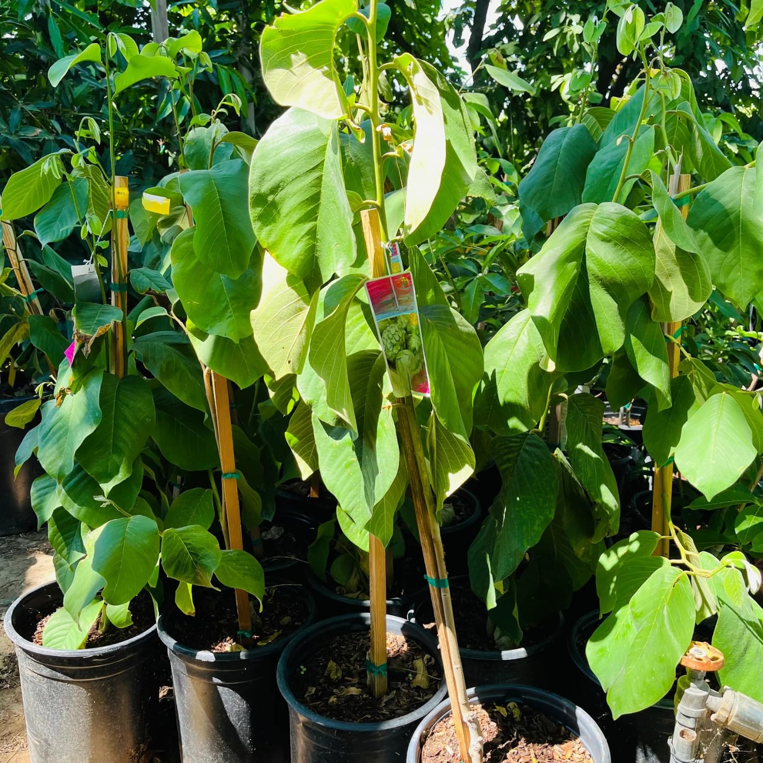 Cherimoya Tree Live Plant, 2-3 Feet Tall in One Gallon Pot, Tropical Annona Fruit Tree for Outdoor or Container Planting