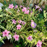Pack 2 Mexican Petunias Live Plants, Mixed Colors Petunias Plant 4-8" Tall, 3 Plants Per 4" Pot, Vibrant Flowers for Outdoor Gardens