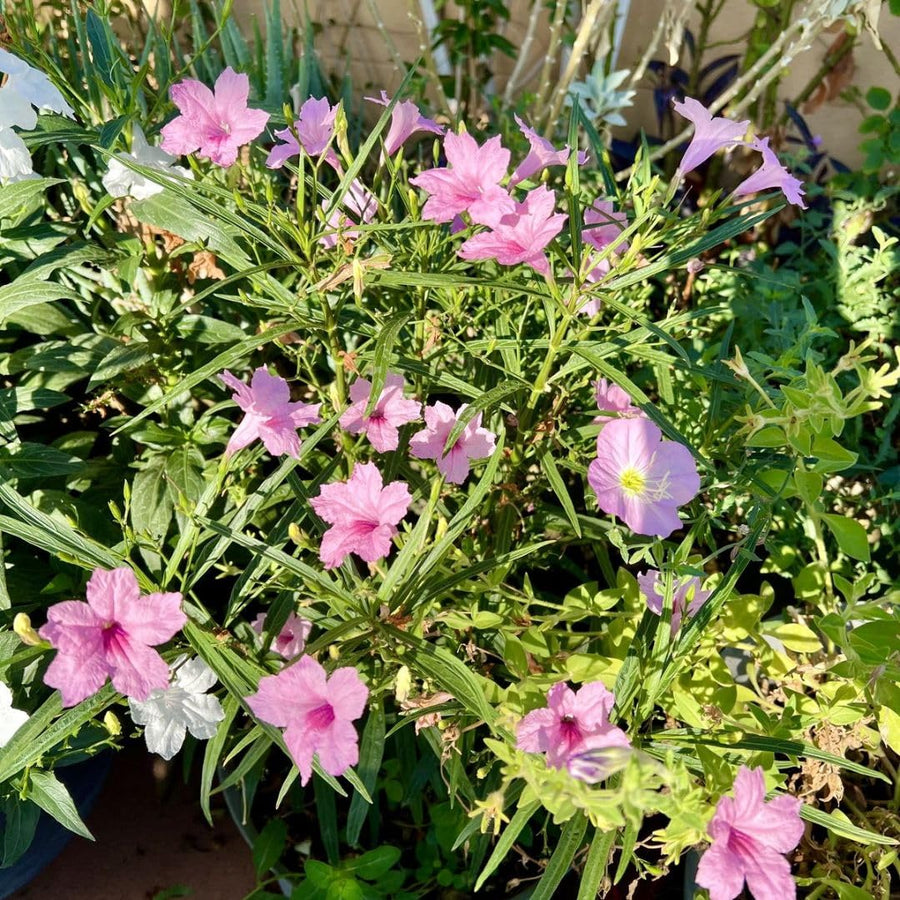 Pack 2 Mexican Petunias Live Plants, Mixed Colors Petunias Plant 4-8" Tall, 3 Plants Per 4" Pot, Vibrant Flowers for Outdoor Gardens