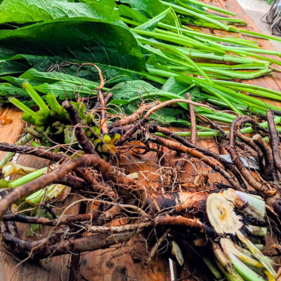 8 Comfrey Roots Cuttings for Planting, Bocking 4 Comfrey Live Plants Roots Fast-Growing, High Yields, Perennial Herb Plant