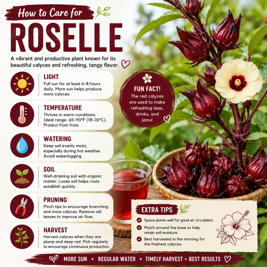 Roselle Hibiscus Plant Live, Red Sorrel Roselle Hibiscus Flowers, 8-12 Inches Tall in Half Gallon Pot, Sabdariffa Roselle Hibiscus Plant for Indoor Outdoor Planting