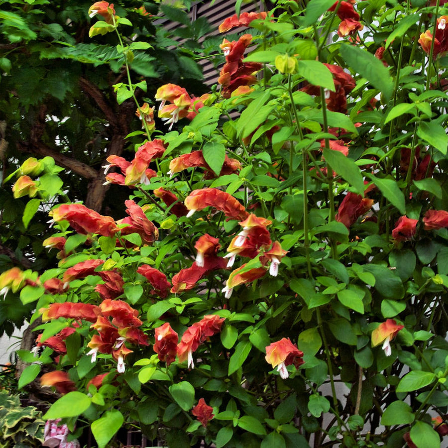 2 Red Shrimp Plants Live, Live Shrimp Plants, 4 to 6 Inc Tall, Shrimp Live Plants for Garden, 2 Plants Indoor Outdoor
