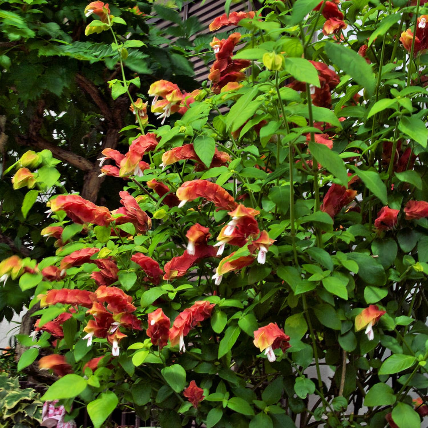2 Live Red Shrimp Plants, 4 to 6 Inc Tall, Shrimp Plants Live for Planting Outdoor Indoor