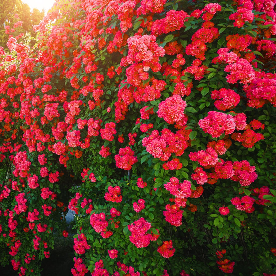 Red Don Juan Climbing Rose Live Plant, Fragrant Climber Rose for Garden, Hybrid Tea Roses Bushes, Establish Root, Cut Back