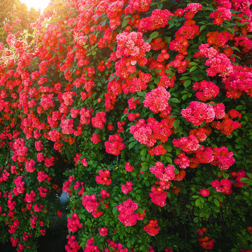 Red Don Juan Climbing Rose Live Plant, Fragrant Climber Rose for Garden, Hybrid Tea Roses Bushes, Establish Root, Cut Back