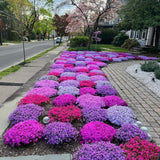 Pack of 25000 Dwarf Creeping Thyme Seeds, Ground Cover for Planting, Thyme Seeds for Garden Borders and Rock Gardens