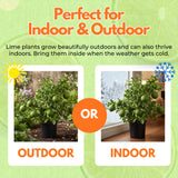 Thai Lime Tree Live Plant 2 Years Old, Ready to Bear Fruit, Grafted Fragrant Citrus Lime Fruit, 2-3 Feet Tall, Zones 9-11