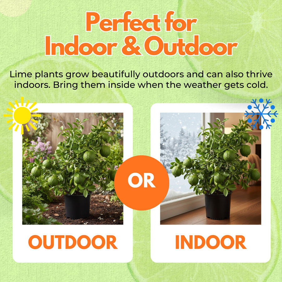 Thai Lime Tree Live Plant 2 Years Old, Ready to Bear Fruit, Grafted Fragrant Citrus Lime Fruit, 2-3 Feet Tall, Zones 9-11