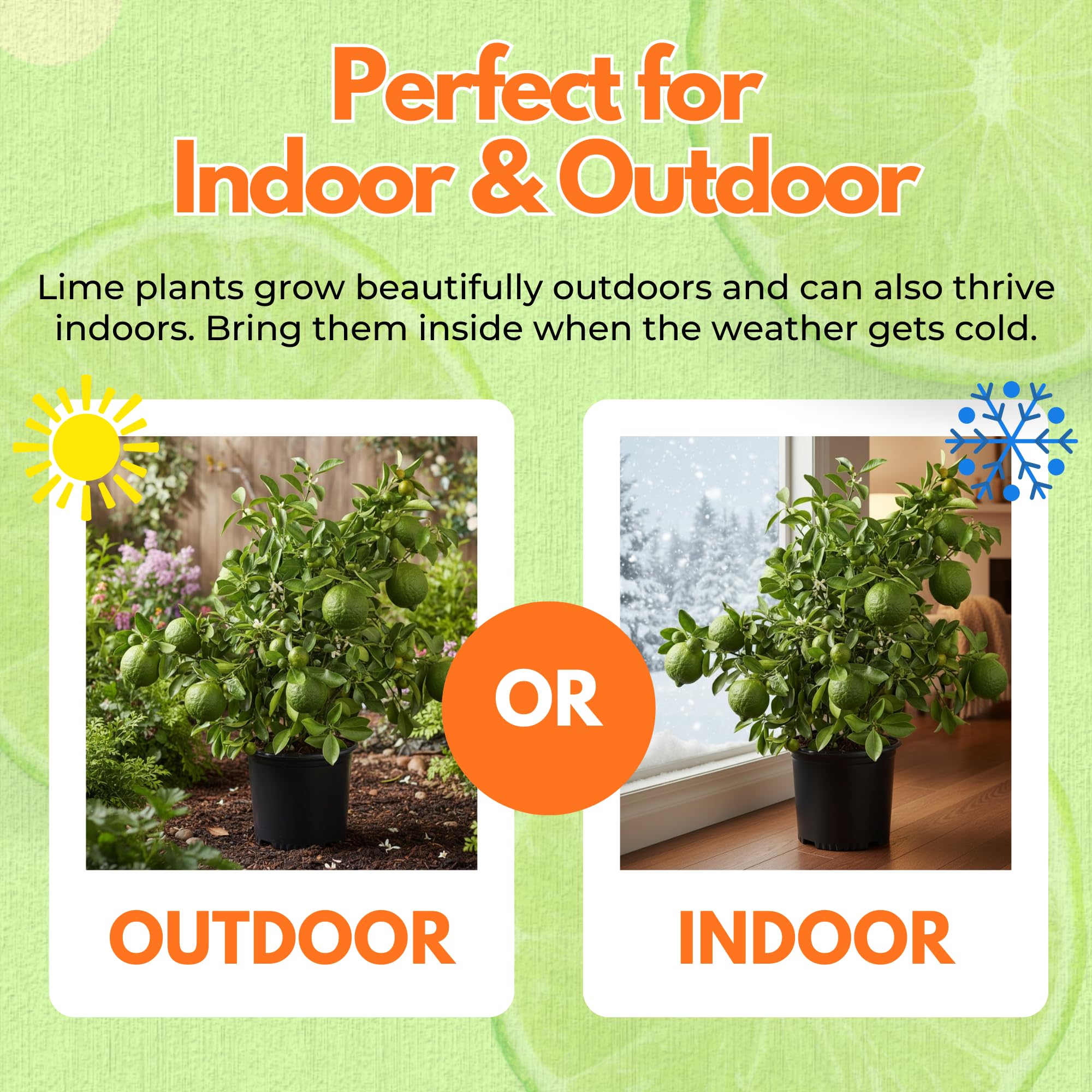 Thai Lime Tree Live Plant 2 Years Old, Ready to Bear Fruit, Grafted Fragrant Citrus Lime Fruit, 2-3 Feet Tall, Zones 9-11