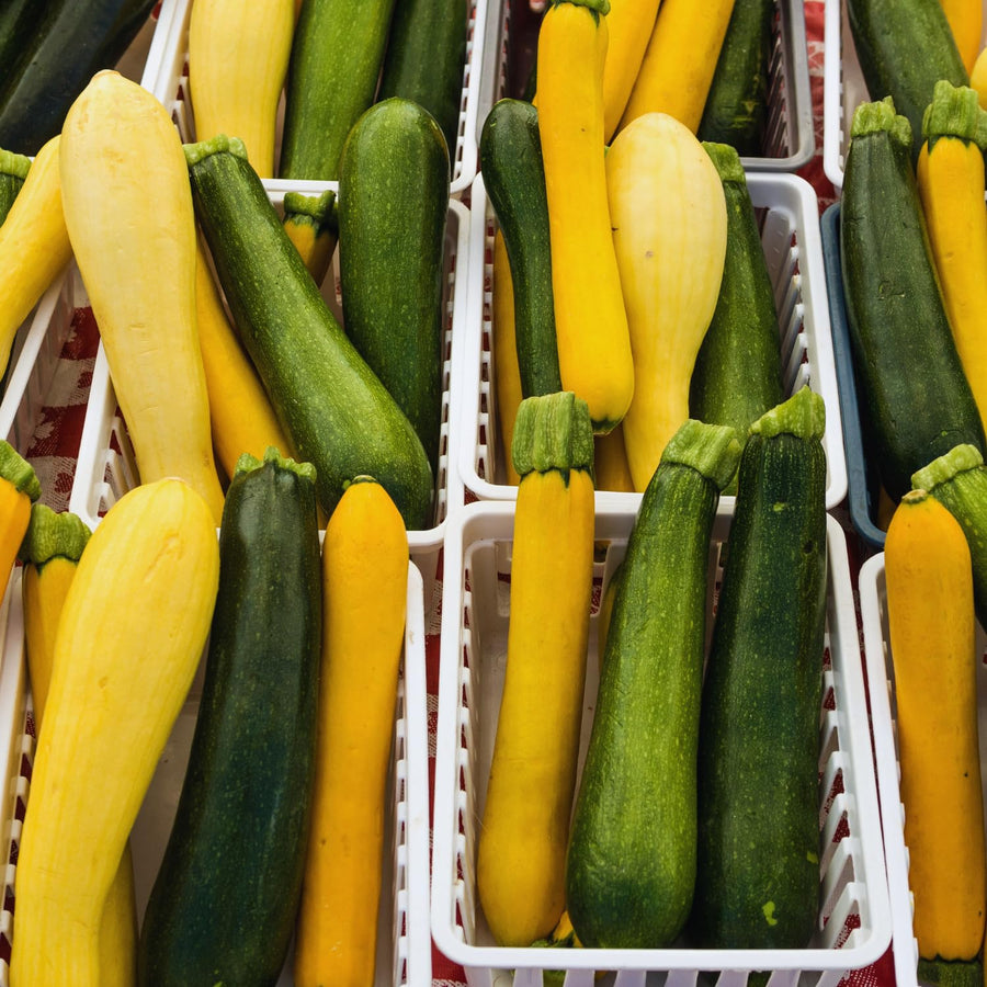 2 Green Zucchini Plants Live, 5-9 Inches Tall, Squash Vegetable Plant for Home Garden, Easy to Plant and High Yields