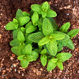 Clump Spearmint Plants Live in Pot, Fragrant Mint Herb for Outdoor Growing, Each Pot 2-3 Plants Fast-Growing