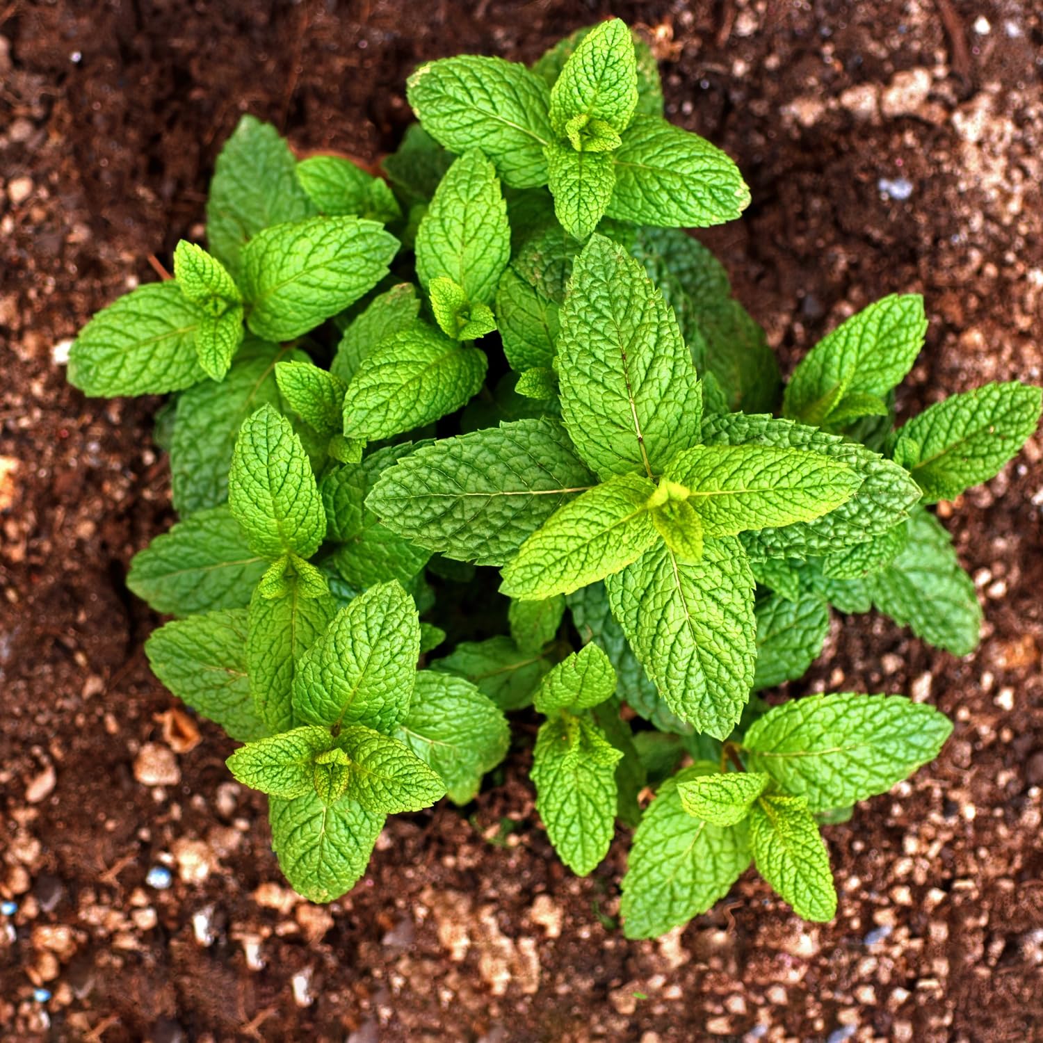 Clump Spearmint Plants Live in Pot, Fragrant Mint Herb for Outdoor Growing, Each Pot 2-3 Plants Fast-Growing