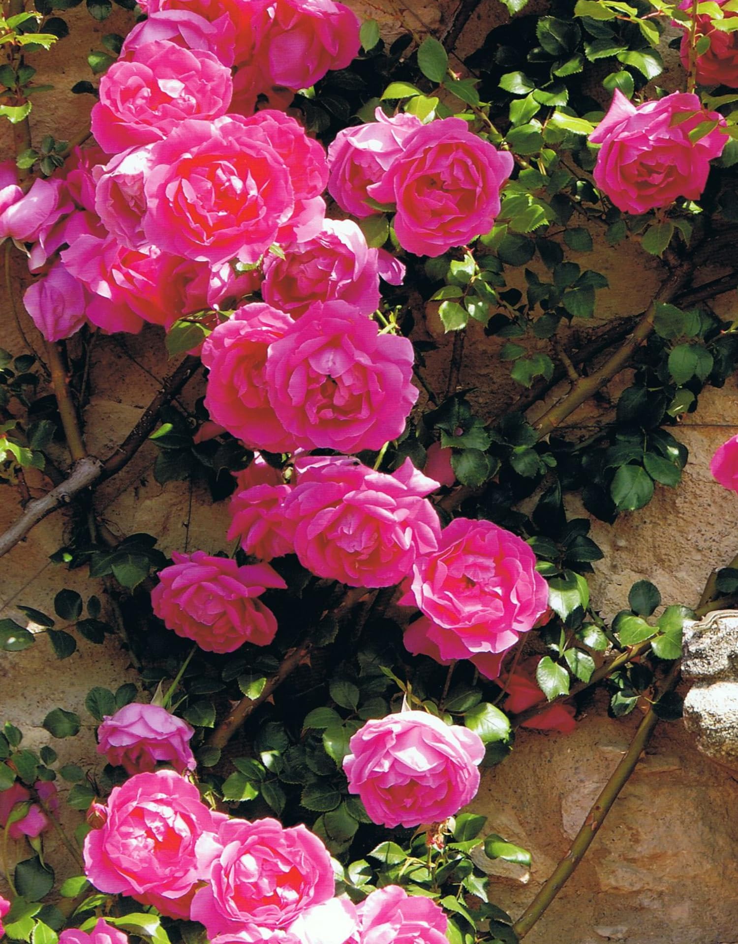 Vibrant Hot Pink Climbing Rose Live Plant, Fragrant Rose Bush Ready to Plants, Zone 5 to 9, Size 5 to 7 Inches and Bare Root