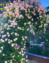 Rose Live Plant, Climbing Roses Plant Live, 5 to 8" Tall, 5 Months Old Fragrant Climber Plant for Planting, No Leaf, Trim Back, Well Rooted, Bare Root (Vibrant Light Pink)