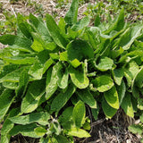 9 Comfrey Roots Plants Live, 1 to 2 Inc in Height, Comfrey Rhizomes Cutting for Planting, Zone 3 to 9
